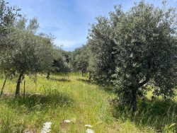 Terreno Agricolo Trapezi 800 Mq