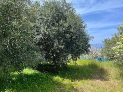 Terreno Agricolo Trapezi 800 Mq