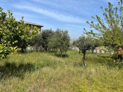 Terreno Agricolo Trapezi 800 Mq
