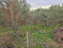 Splendida Villa Due Livelli 282 Mq + Corte + Terreni 2638 Mq Sala Mosorrofa