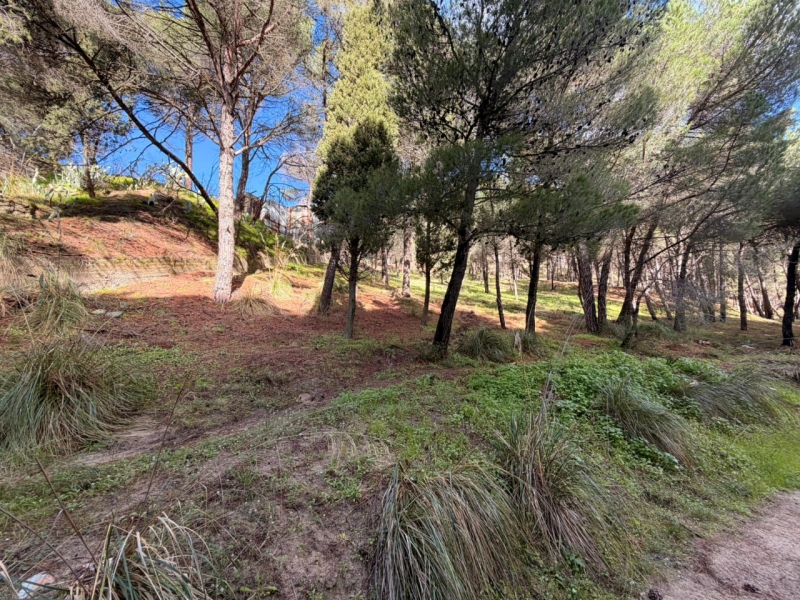 Terreno Boschivo Terreti 20650 Mq
