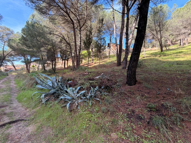 Terreno Boschivo Terreti 20650 Mq