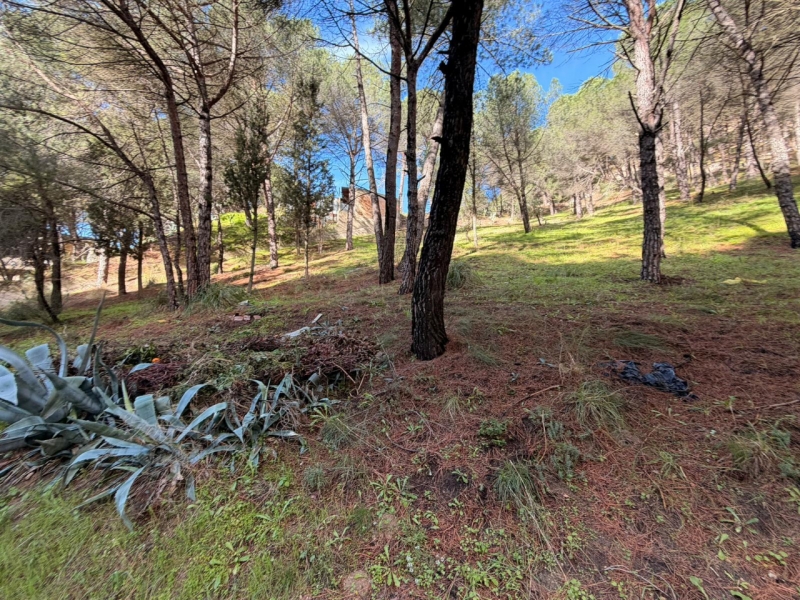 Terreno Boschivo Terreti 20650 Mq