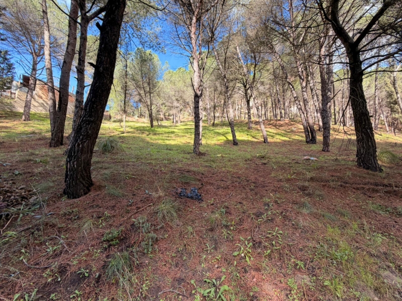 Terreno Boschivo Terreti 20650 Mq