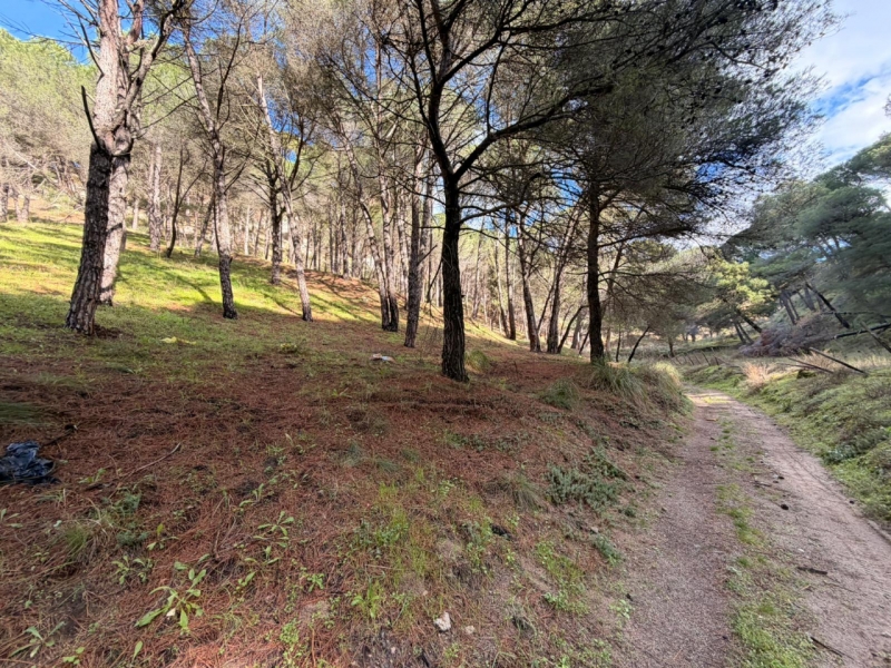 Terreno Boschivo Terreti 20650 Mq