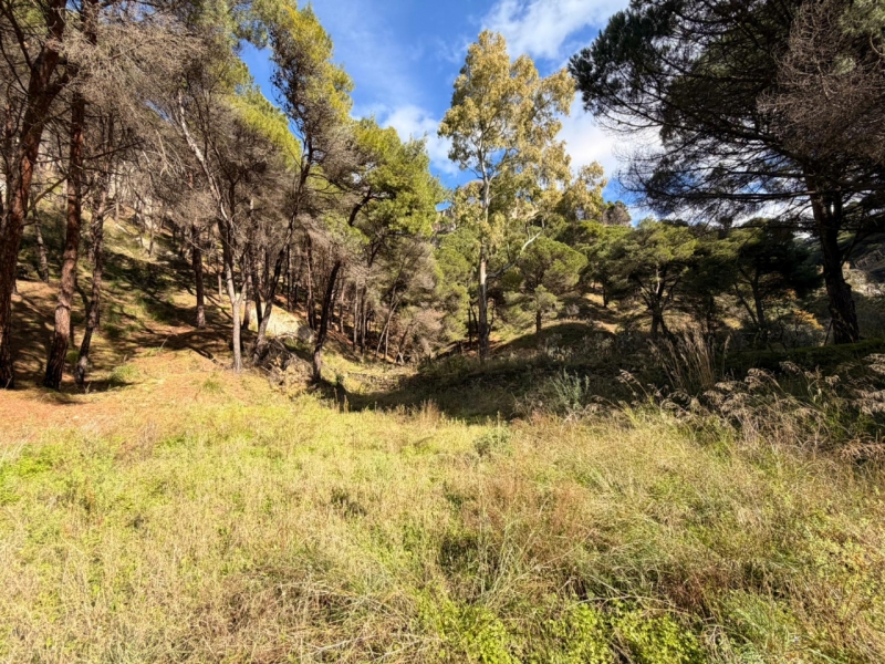 Terreno Boschivo Terreti 20650 Mq