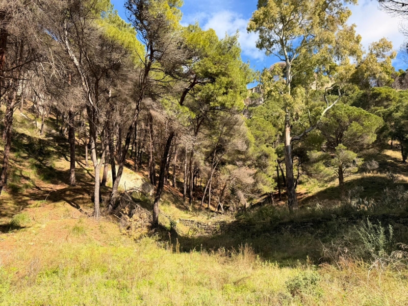 Terreno Boschivo Terreti 20650 Mq