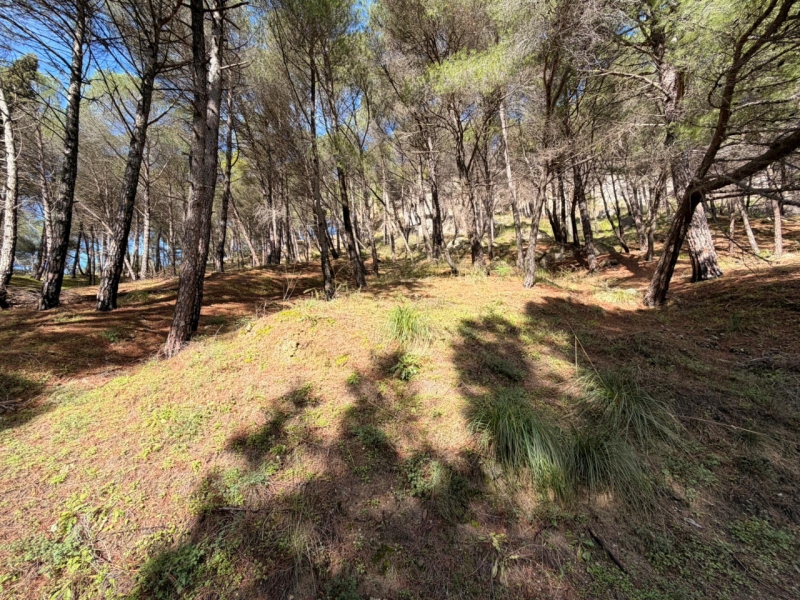 Terreno Boschivo Terreti 20650 Mq