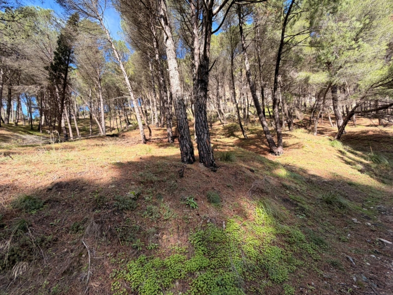 Terreno Boschivo Terreti 20650 Mq