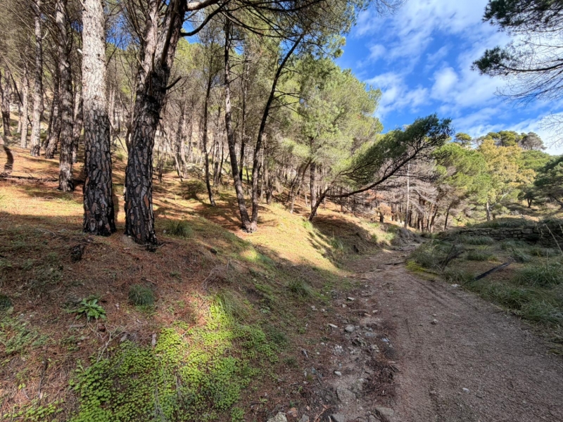 Terreno Boschivo Terreti 20650 Mq