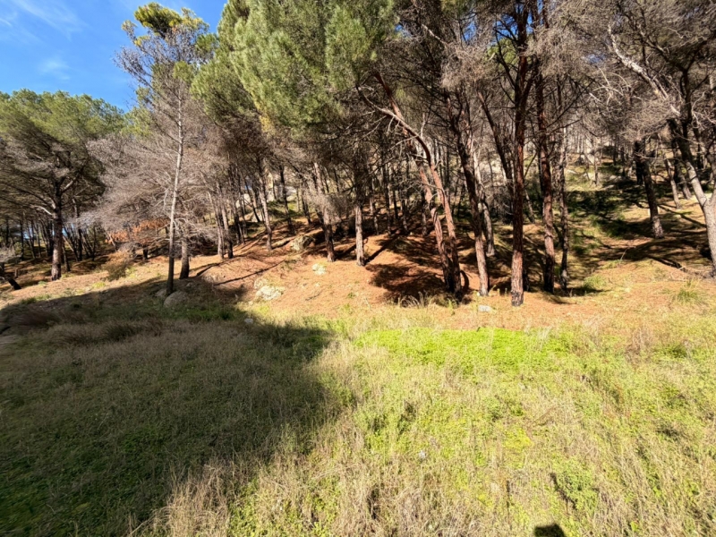 Terreno Boschivo Terreti 20650 Mq