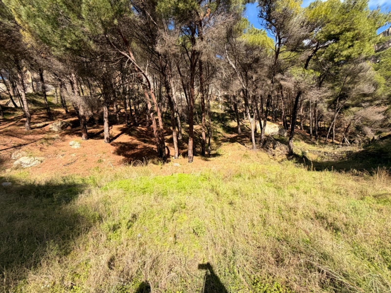 Terreno Boschivo Terreti 20650 Mq