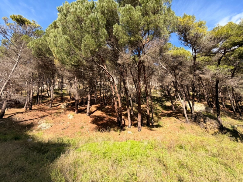 Terreno Boschivo Terreti 20650 Mq