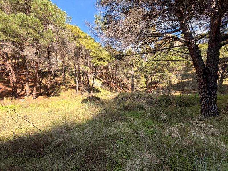 Terreno Boschivo Terreti 20650 Mq