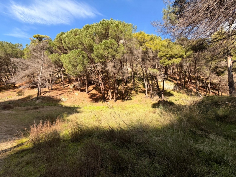 Terreno Boschivo Terreti 20650 Mq