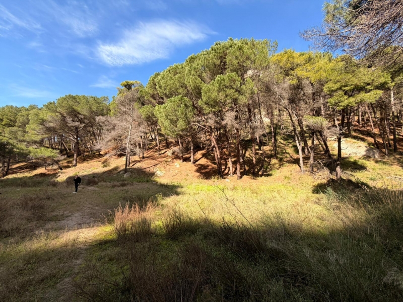 Terreno Boschivo Terreti 20650 Mq