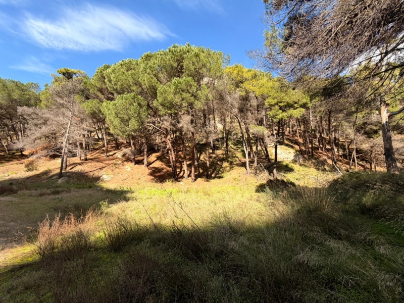 Terreno Boschivo Terreti 20650 Mq