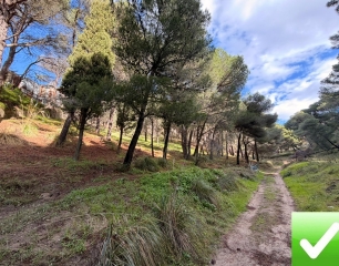 Terreno Boschivo Terreti 20650 Mq