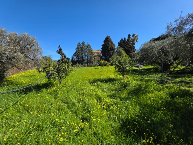 Terreno Agricolo Gallina 8000 Mq