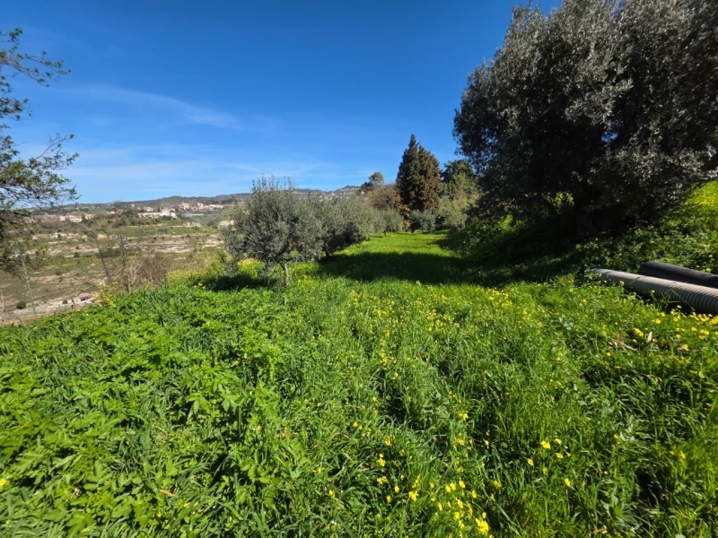 Terreno Agricolo Gallina 8000 Mq