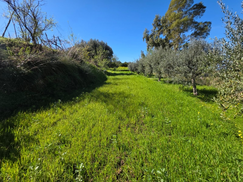 Terreno Agricolo Gallina 8000 Mq