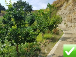 Terreno Agricolo Produttivo e Fruttifero Vito Inferiore 1400 Mq