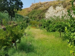 Terreno Agricolo Produttivo e Fruttifero Vito Inferiore 1400 Mq